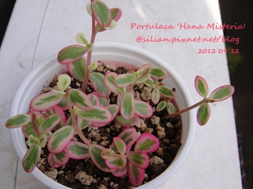 Portulaca 'Hana Misteria' / ´³¤J??????? / µØ????? / ???????? / ±mi°¨¾¦¨d¤¦ / ±mi°¨¾¦³A Portulaca 'Hana Misteria' / ´³¤J??????? / µØ????? / ???????? / ±mi°¨¾¦¨d¤¦ / ±mi°¨¾¦³A