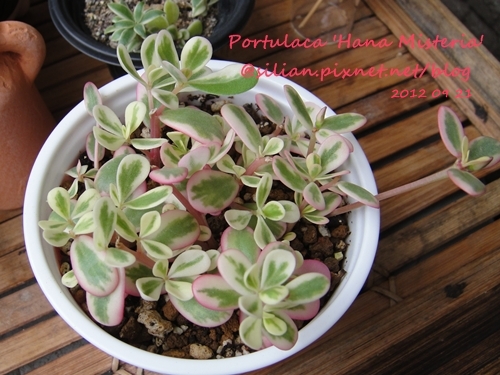 Portulaca Portulaca