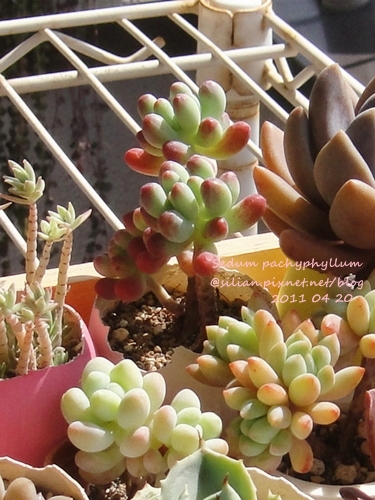 Sedum pachyphyllum / 乙女心 110420 回日後大整理