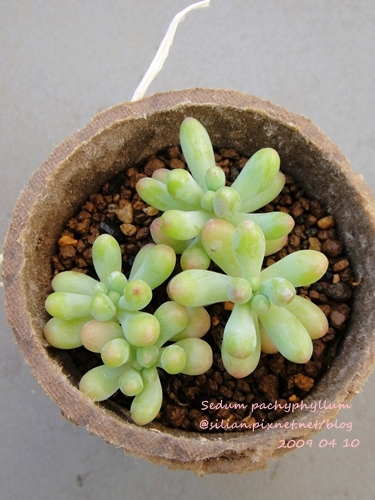 Sedum pachyphyllum / 乙女心