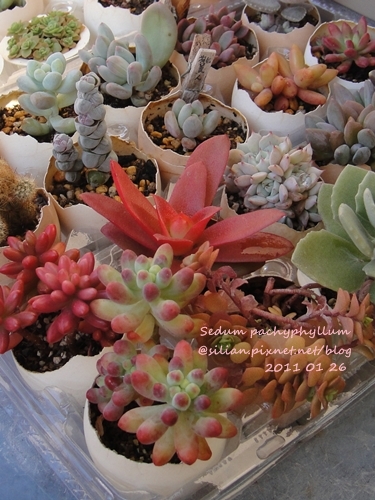 Sedum pachyphyllum / 乙女心 201101 回台前