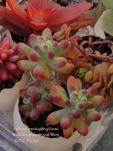 Sedum pachyphyllum / 乙女心 201101 回台前