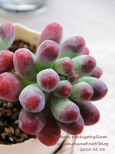 Sedum pachyphyllum / 乙女心