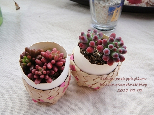 Sedum pachyphyllum / 乙女心