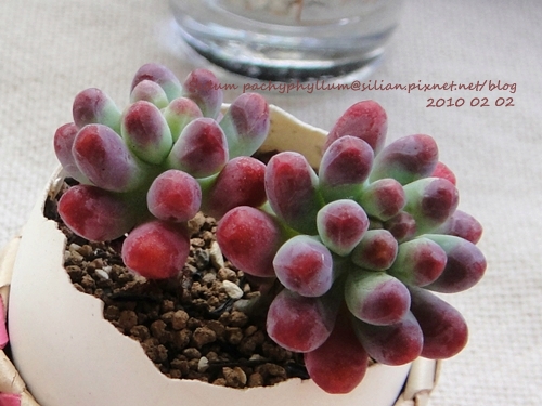 Sedum pachyphyllum / 乙女心