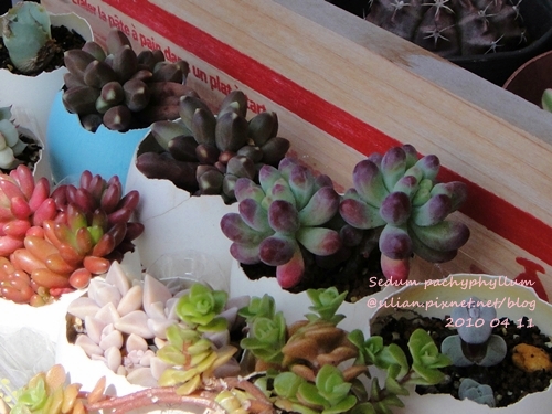 Sedum pachyphyllum / 乙女心