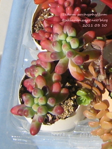 Sedum pachyphyllum / 乙女心 From Hiro