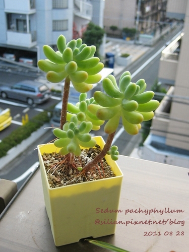 Sedum pachyphyllum / 乙女心