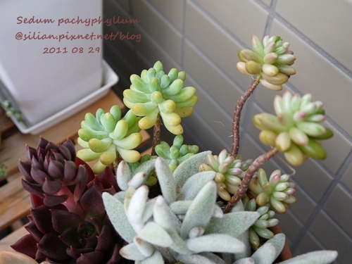 Sedum pachyphyllum / 乙女心
