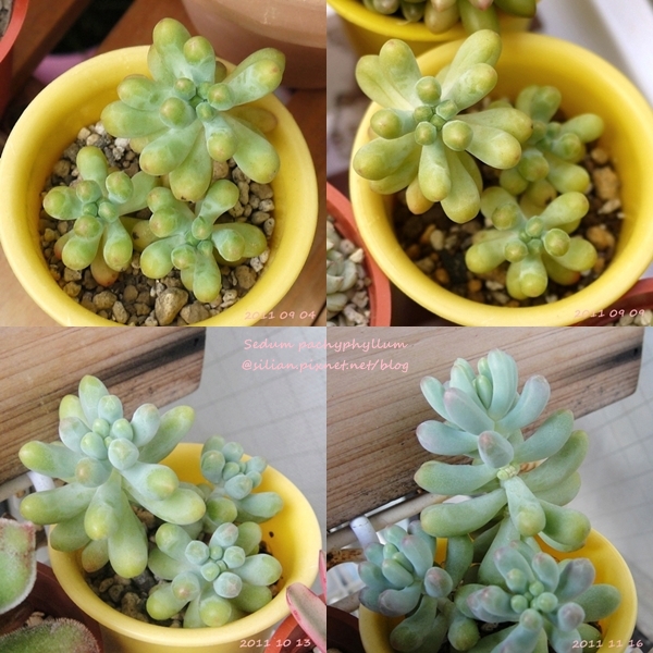 Sedum pachyphyllum / 乙女心