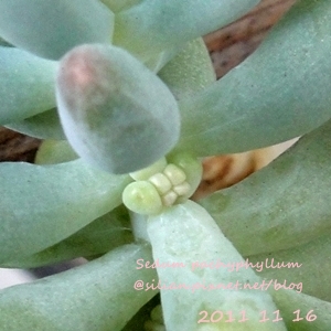 Sedum pachyphyllum / 乙女心