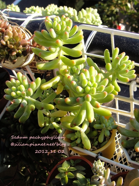 Sedum pachyphyllum / 乙女心