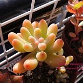 Sedum 'KOIGOKORO' / 戀心 / 恋心