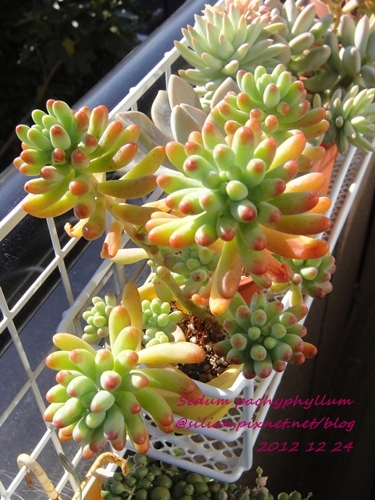 Sedum pachyphyllum / 乙女心 Sedum pachyphyllum / 乙女心