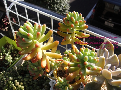 Sedum pachyphyllum / 乙女心