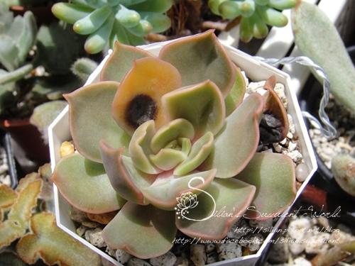 Echeveria 'Siren' / セイレーン / 賽蓮