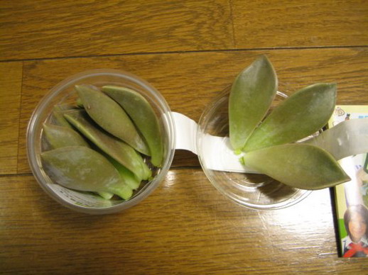 特地挑己經有發芽的一盒，一半要拿來吃一半要拿來做母葉。