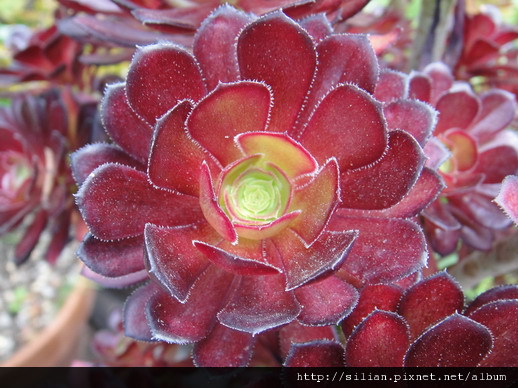 2011/11/15 奈良古街的黑法師