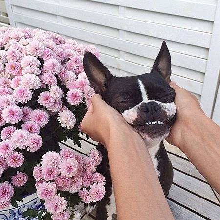 adorable-cute-dog-flowers-Favim.com-2538312