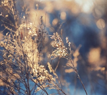 beautiful-blue-cute-fashion-flower-Favim.com-133673