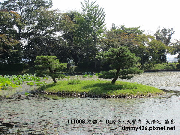大覺寺 大澤池 菊島(2).jpg