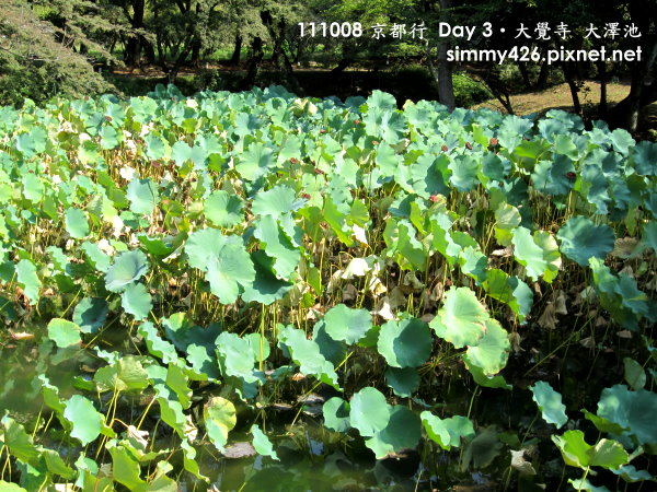 大覺寺 大澤池(9).jpg