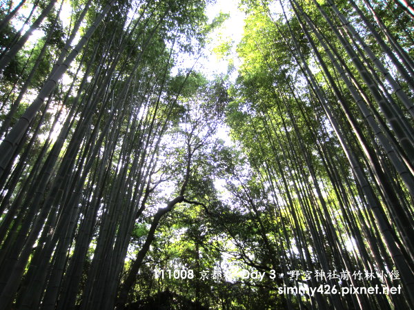 野宮神社前竹林小徑(4).jpg