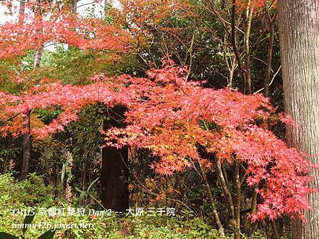 三千院(38) 三千院(38)