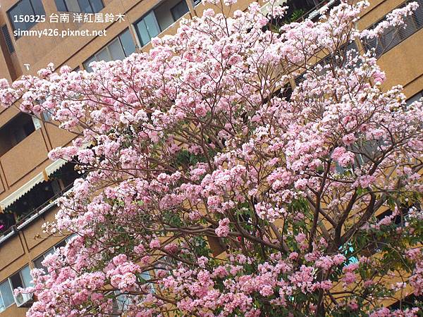 洋紅風鈴木(2).jpg 洋紅風鈴木(2).jpg