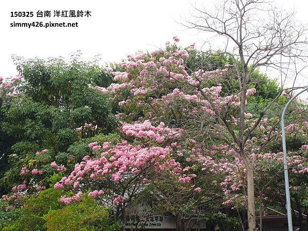 洋紅風鈴木(3).jpg 洋紅風鈴木(3).jpg