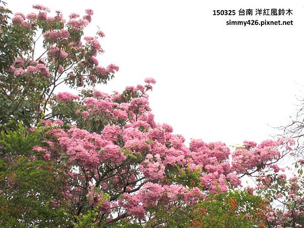 洋紅風鈴木(4).jpg 洋紅風鈴木(4).jpg