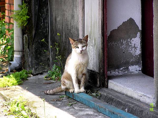 戀念˙貓村 戀念˙貓村