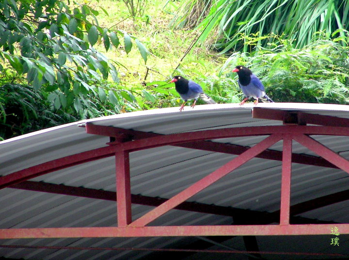 P1010067-1-0 P1010067-1-0