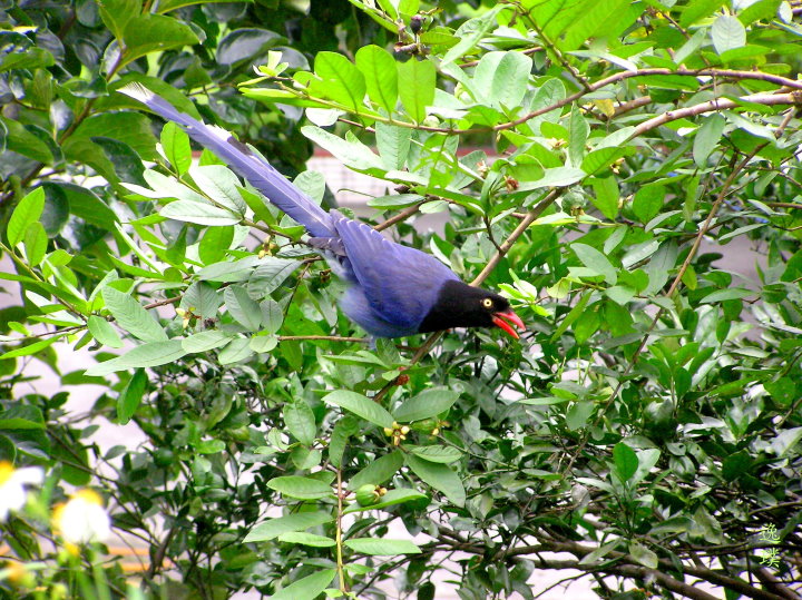 P1010098-1-0 P1010098-1-0