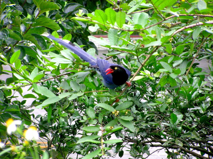 P1010099-1-1 P1010099-1-1