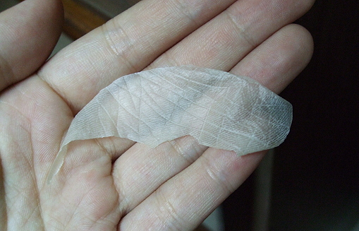 DSCF4152.jpg DSCF4152.jpg