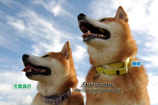 DSC_5228拷貝 DSC_5228拷貝