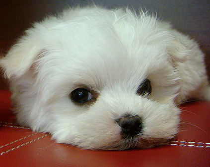 cute-puppy