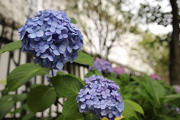 IMG_0136 IMG_0136