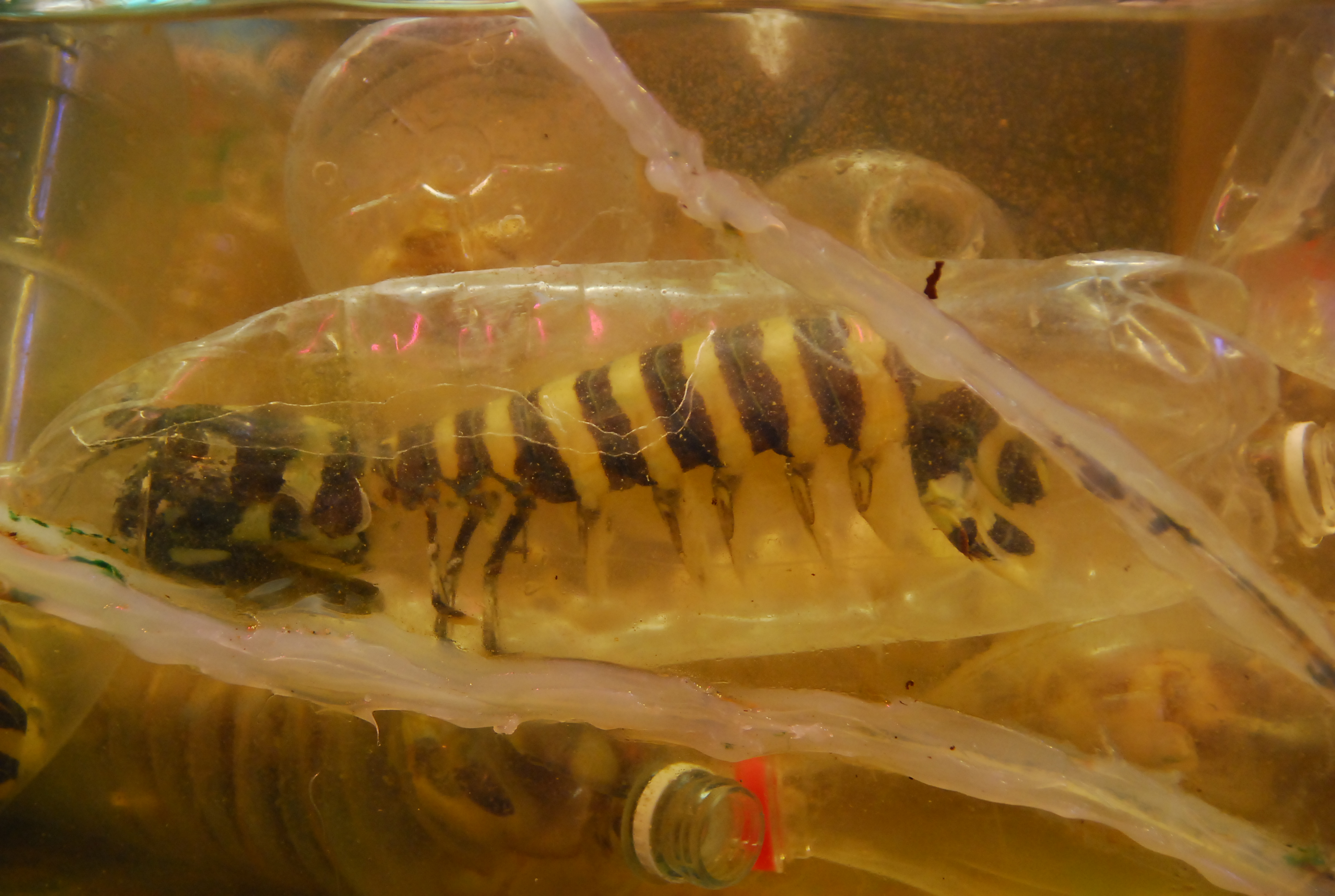 DSC_0594.JPG DSC_0594.JPG