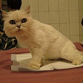 動物療癒 動物療癒