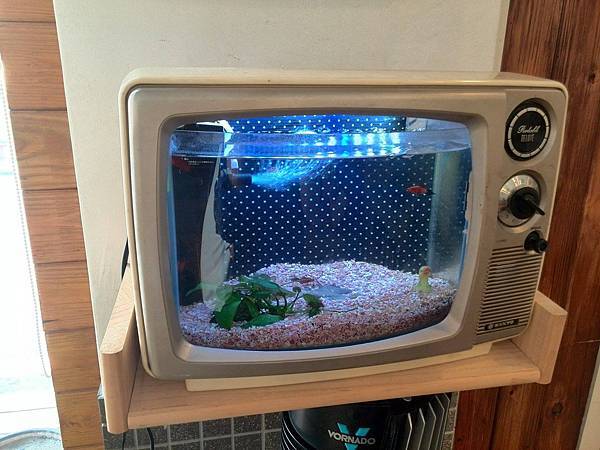 10515809_10203325311845399_1619677065_o.jpg 10515809_10203325311845399_1619677065_o.jpg