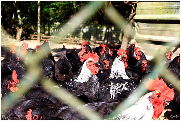 IMG_9312.JPG IMG_9312.JPG