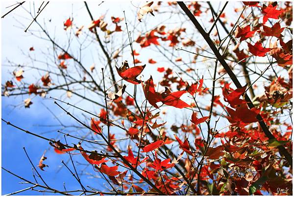 IMG_9318.JPG IMG_9318.JPG