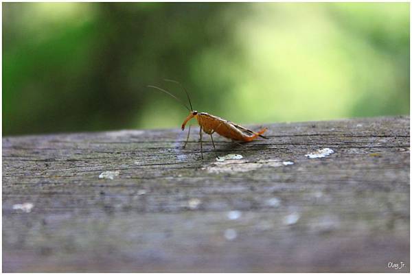 IMG_9331.JPG IMG_9331.JPG