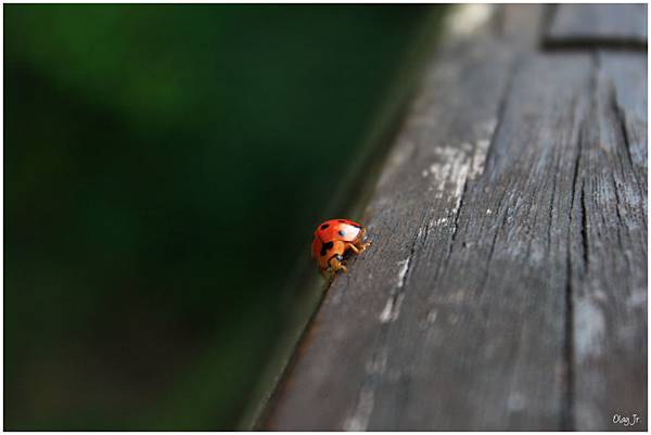 IMG_9350.JPG IMG_9350.JPG