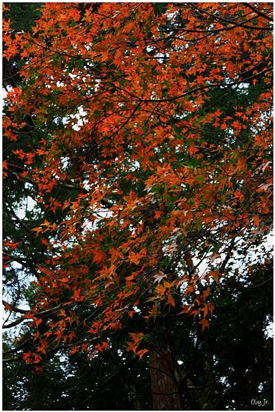 IMG_9495.JPG IMG_9495.JPG