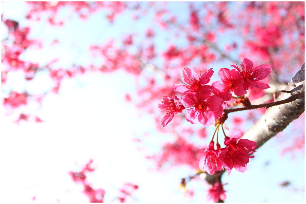 IMG_1945.JPG IMG_1945.JPG