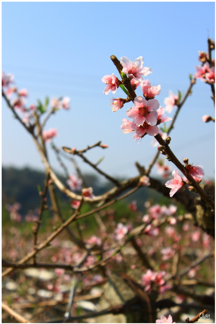 IMG_1984.JPG IMG_1984.JPG