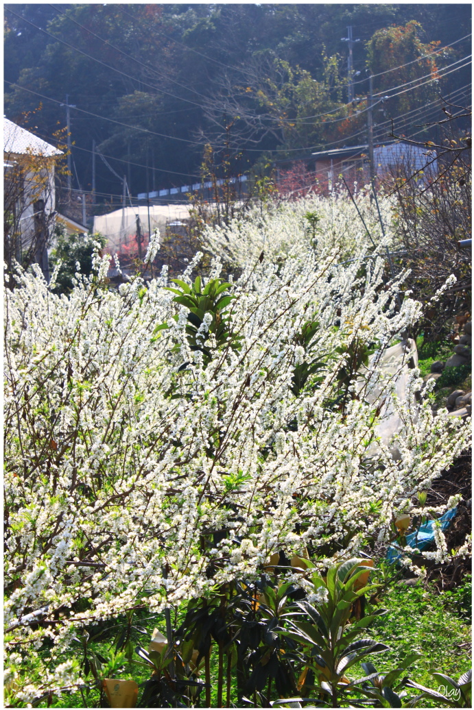 IMG_1999.JPG IMG_1999.JPG